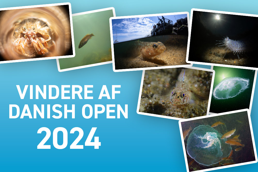 Vindere af Danish Open 2024